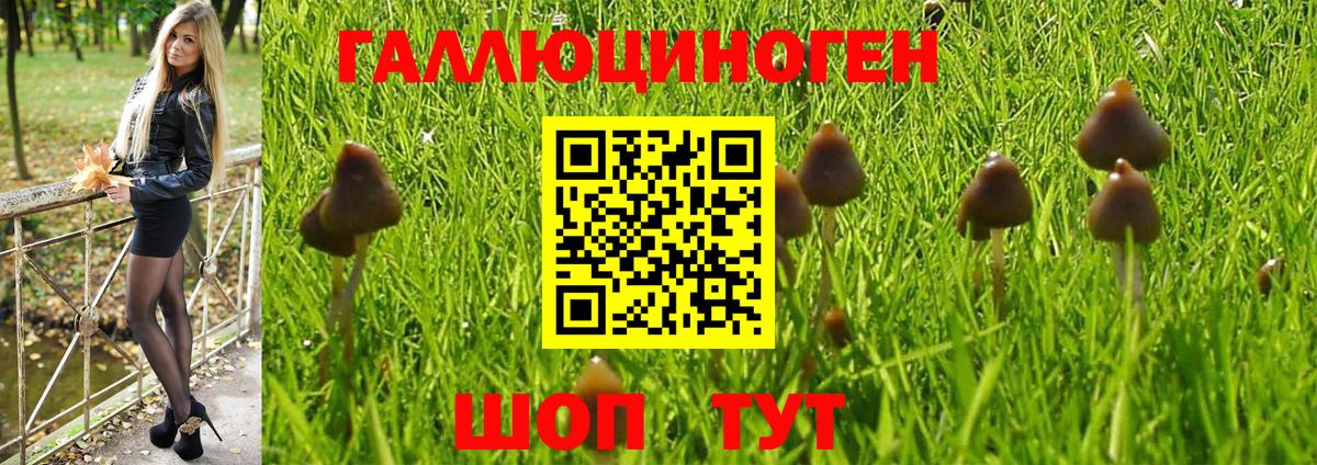 Галлюциногенные грибы Psilocybe Астрахань